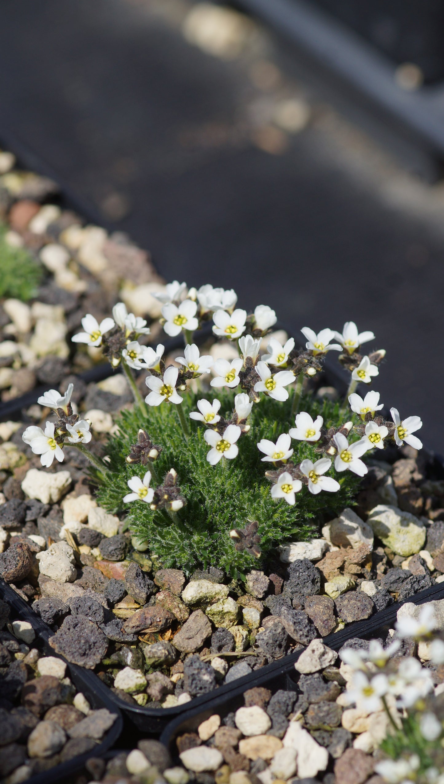 Draba x salomonii - Weisses Hungerblümchen