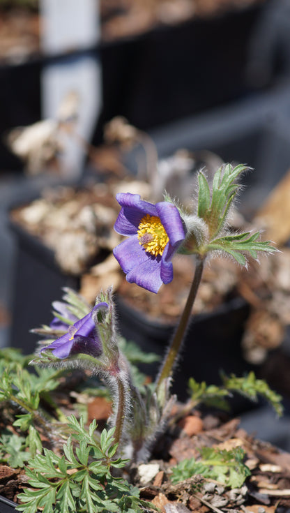 Pulsatilla ambigua - Küchenschelle