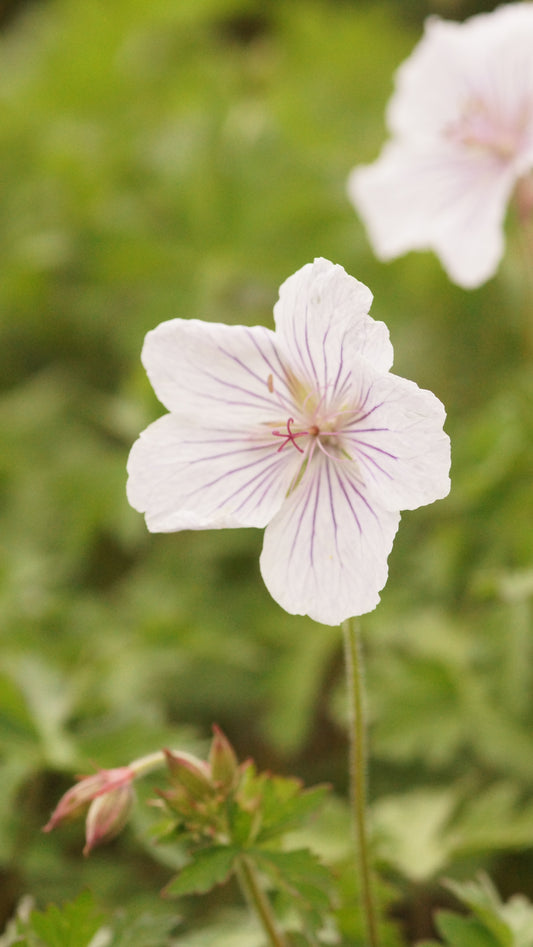 Geranium himalayense 'Derrick Cook' - Himalaya-Storchschnabel