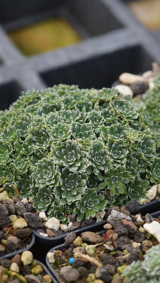 Saxifraga paniculata subsp. minutifolia - Zwergiger Rispen-Steinbrech
