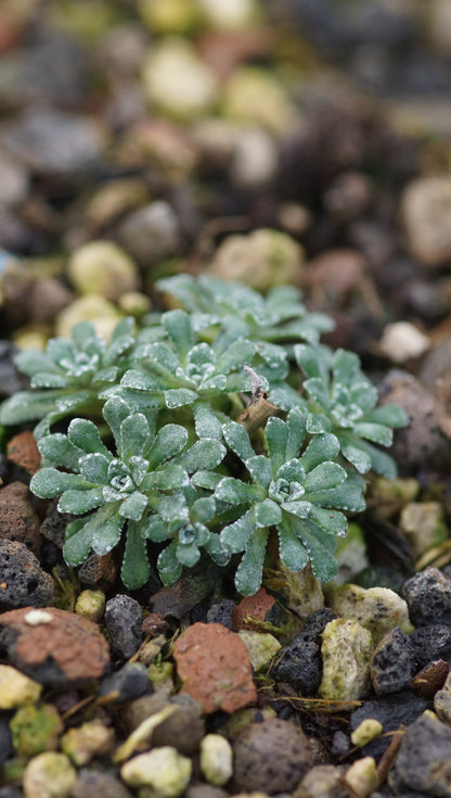 Saxifraga cochlearis 'Champex' - Löffelblättriger Steinbrech