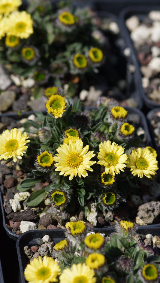 Erigeron aureus 'Canary Bird' - Gold-Berufskraut