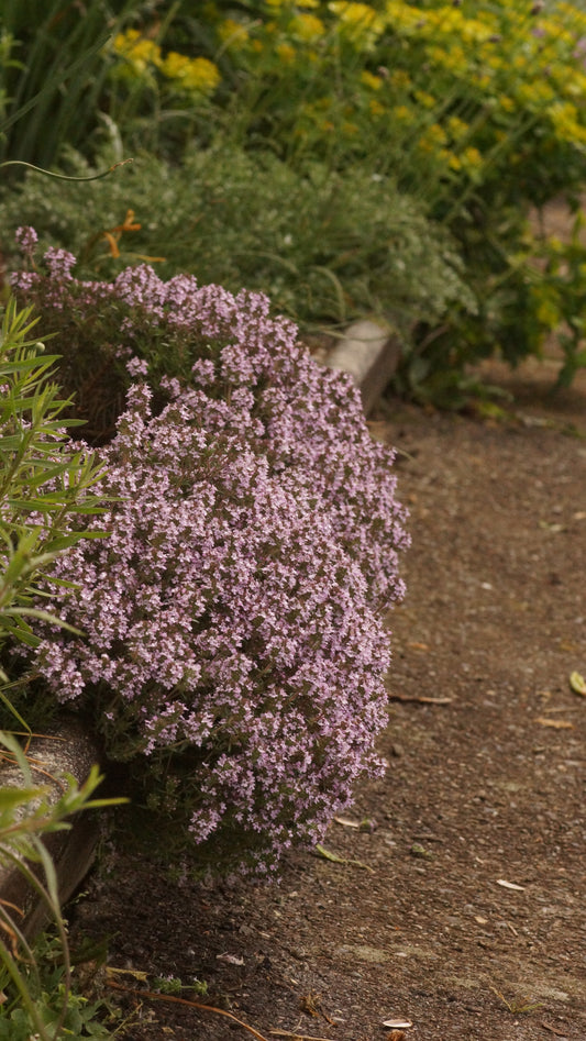 Thymus Hybride 'Duftkissen' - Duft-Thymian