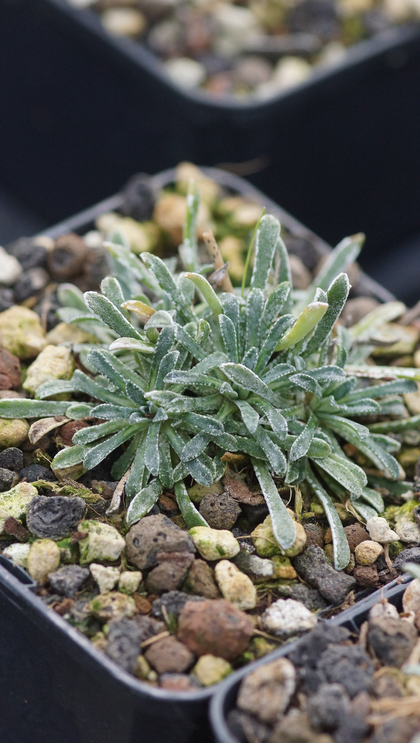 Saxifraga x farreri (S. callosa x S. cochlearis) - Farrers Steinbrech