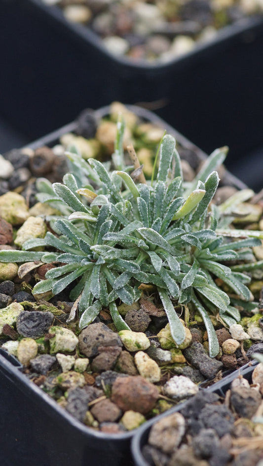 Saxifraga x farreri (S. callosa x S. cochlearis) - Farrers Steinbrech