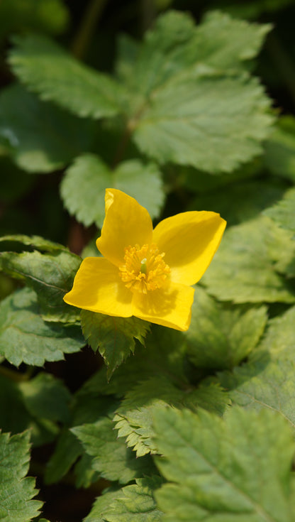 Hylomecon japonicum - Japanischer Waldmohn