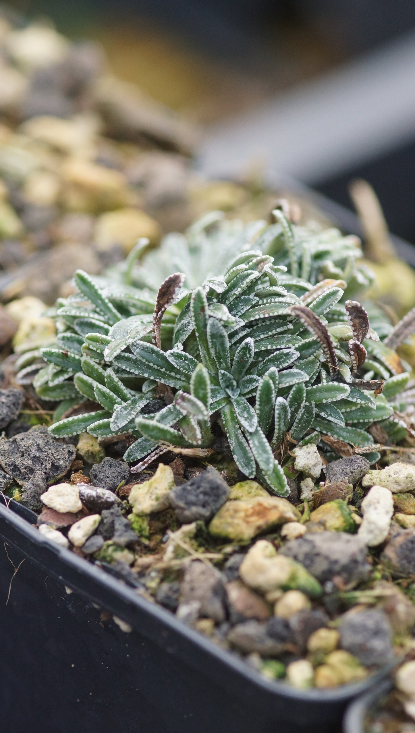 Saxifraga crustata - Krusten-Steinbrech