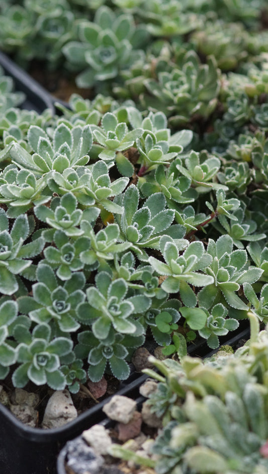 Saxifraga paniculata 'Linc Forster' - Rispen-Steinbrech