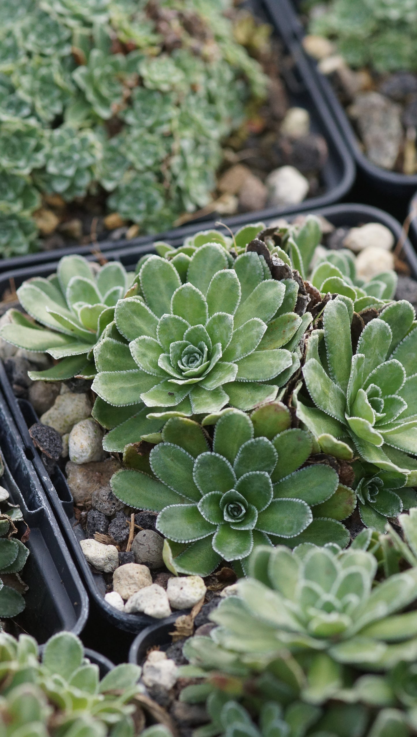 Saxifraga paniculata 'Tekles' - Gepunktetes Rispen-Steinbrech