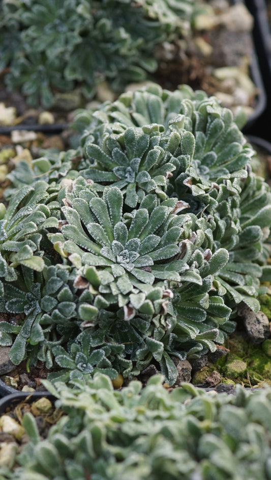 Saxifraga cochlearis 'Major 2' - Löffelblättriger Steinbrech