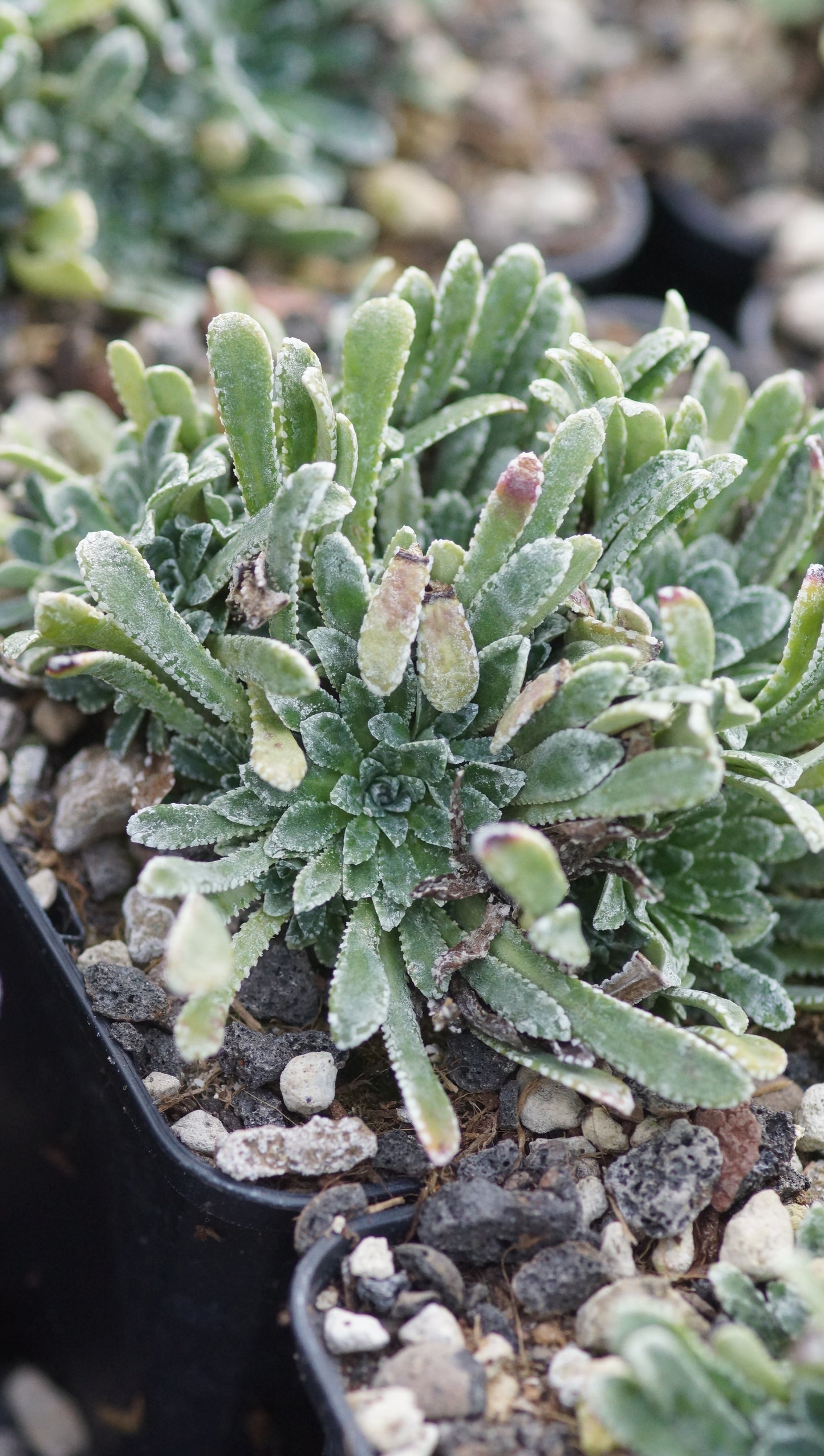 Saxifraga cochlearis 'Major 1' - Löffelblättriger Steinbrech