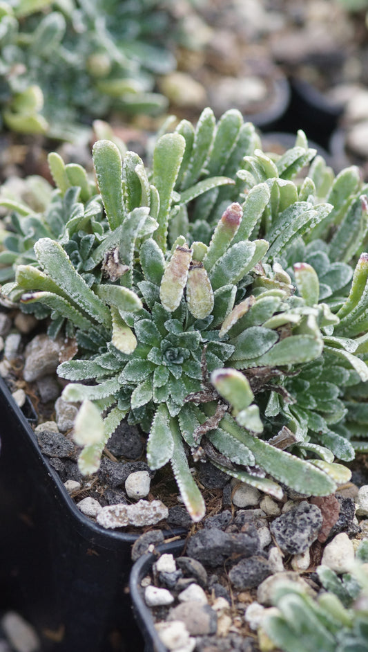 Saxifraga cochlearis 'Major 1' - Löffelblättriger Steinbrech