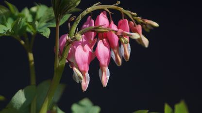 Lamprocapnos spectabilis - Tränendes Herz