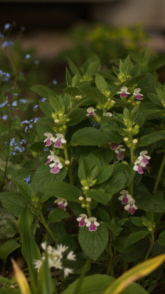 Melittis melissophyllum 'Royal Velvet Distinction' - Immenblatt