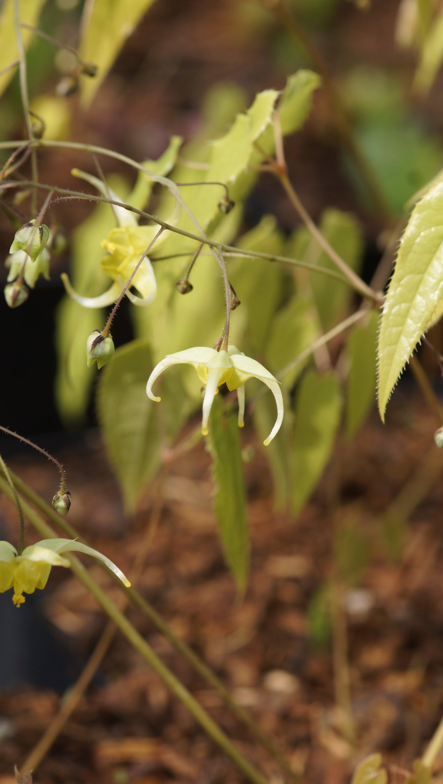 Epimedium ilicifolium - Stechpalmenblättrige Elfenblume