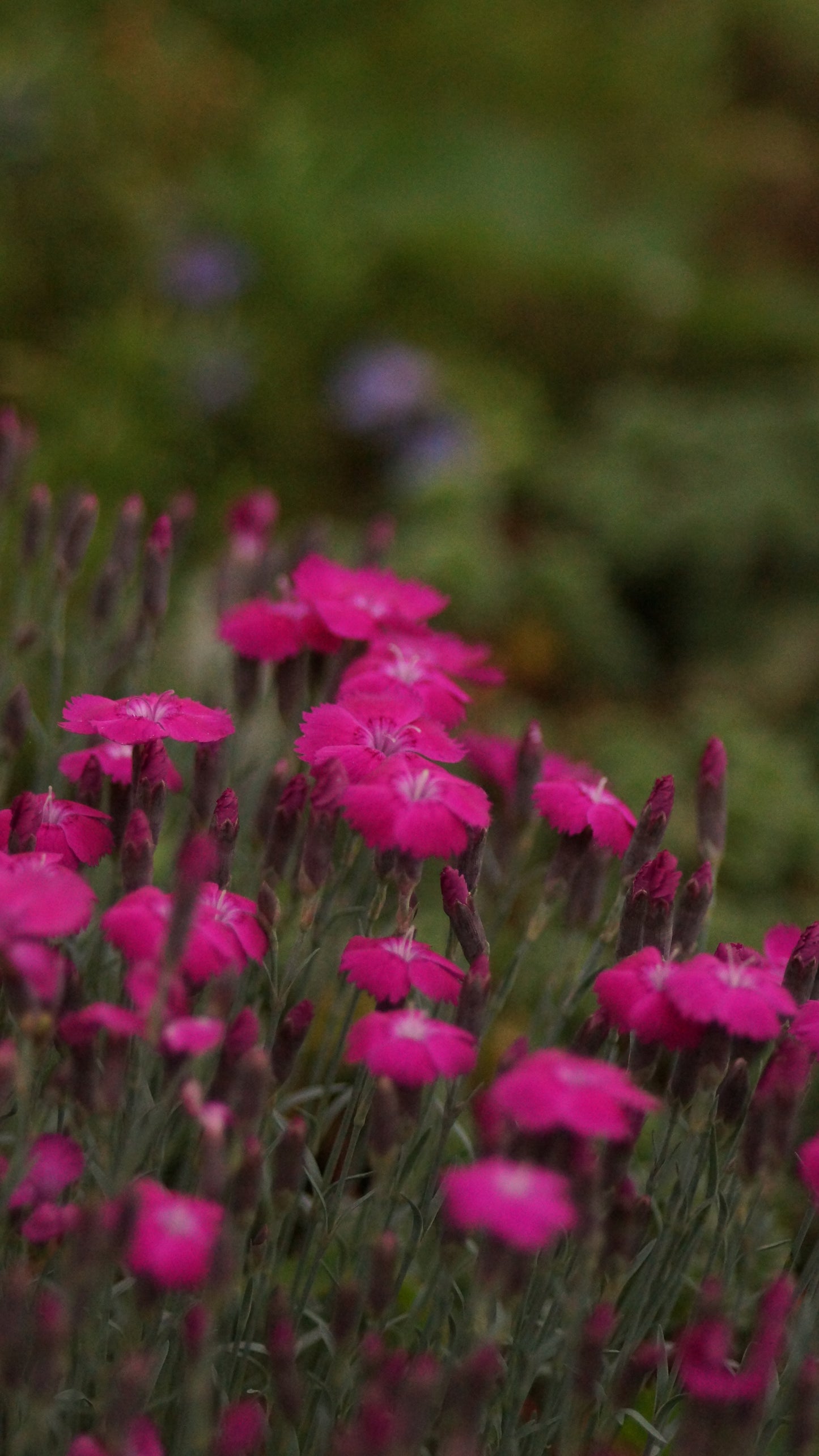 Dianthus gratianopolitanus 'Whatfield Magenta' - Pfingst-Nelke