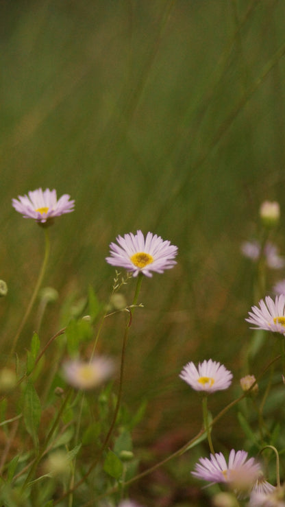 Erigeron karvinskianus 'Lavender Lady' - Berufskraut