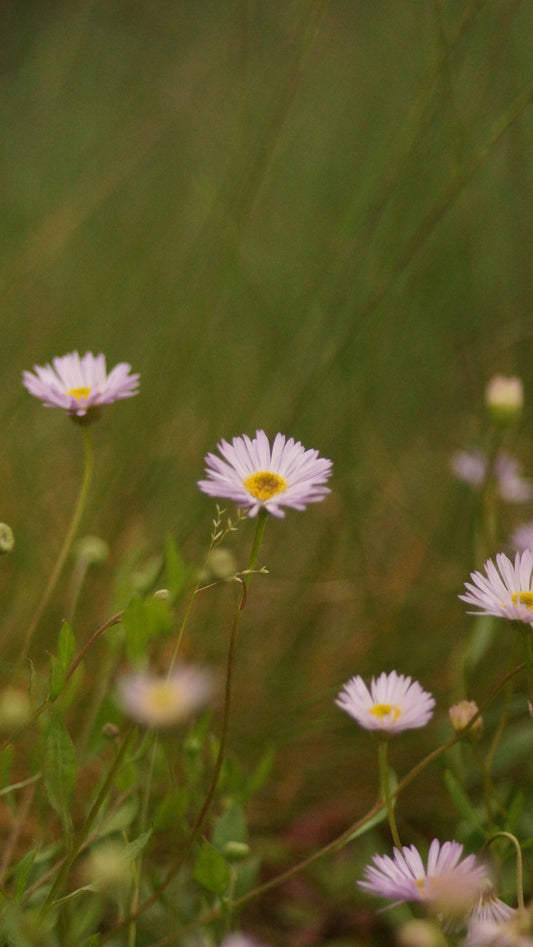 Erigeron karvinskianus 'Lavender Lady' - Berufskraut