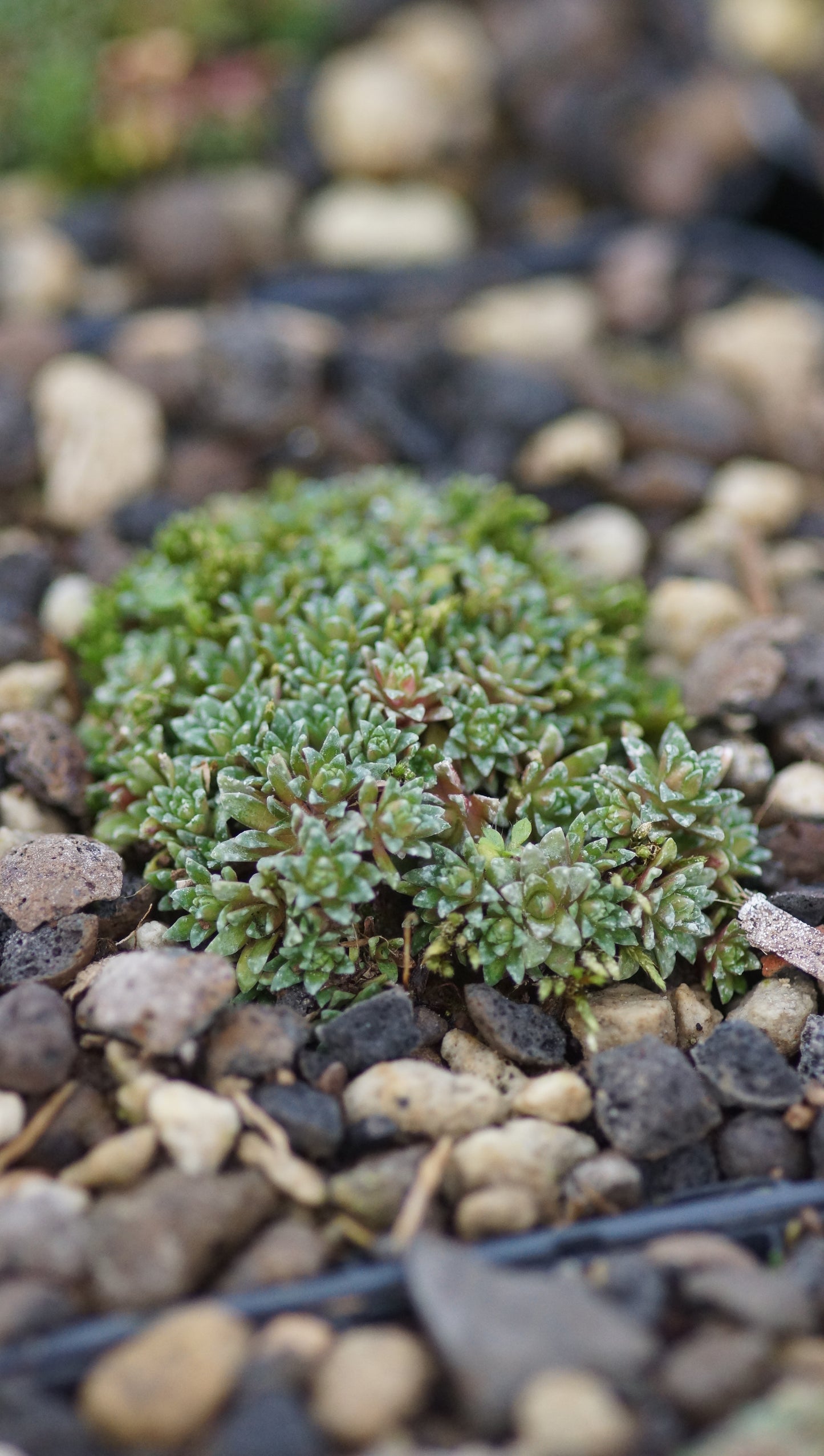 Saxifraga x anglica 'Winifred' - Frühlings Steinbrech