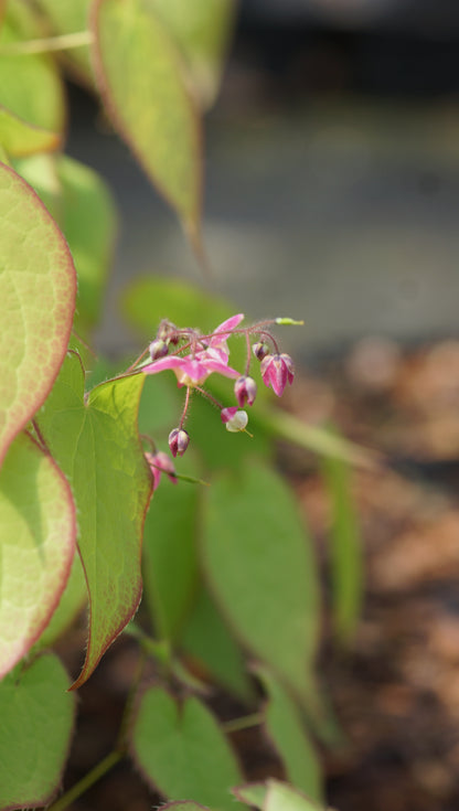 Epimedium x rubrum 'Sweetheart' - Elfenblume