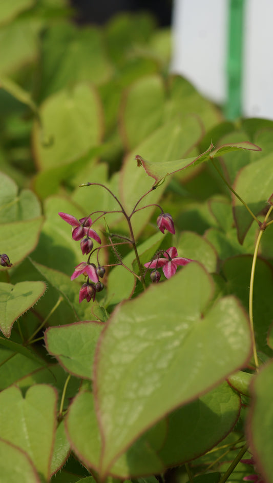 Epimedium x rubrum 'Sweetheart' - Elfenblume