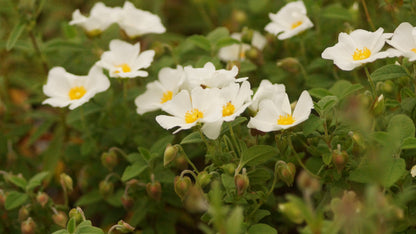Cistus albanicus - Albanische Zistrose