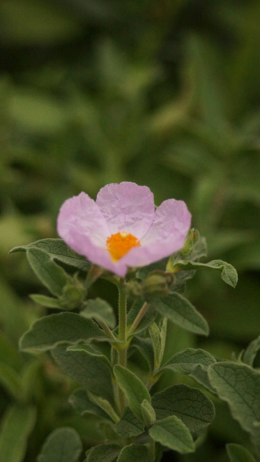 Cistus creticus subsp. creticus - Kretische Zistrose