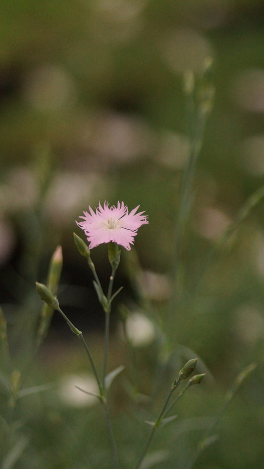 Dianthus Gratianopolitanus-Hybride 'Heartseeker' - Pfingst-Nelke