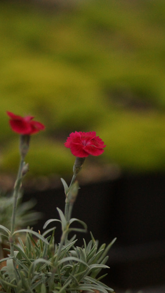 Dianthus gratianopolitanus 'Rubin' - Pfingst-Nelke