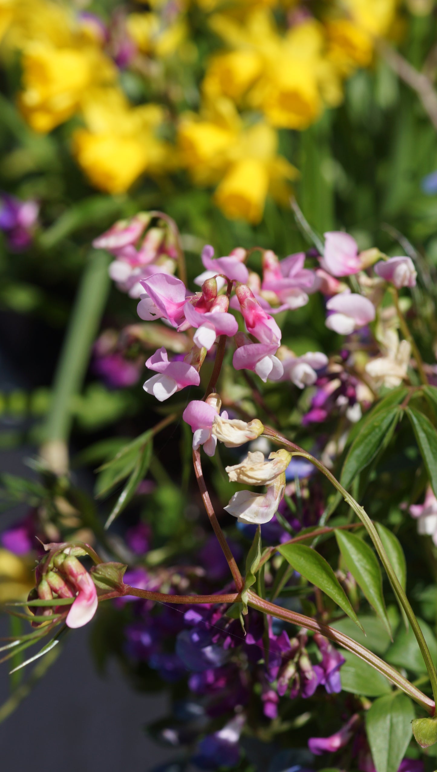 Lathyrus vernus 'Rosenelfe' - Frühlings-Platterbse