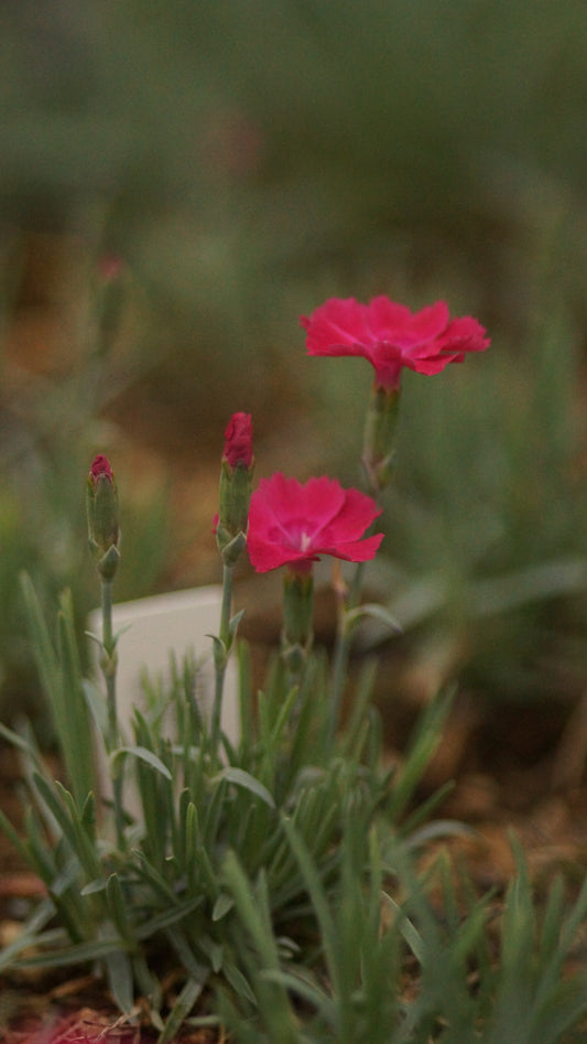 Dianthus gratianopolitanus 'Badenia' - Pfingst-Nelke