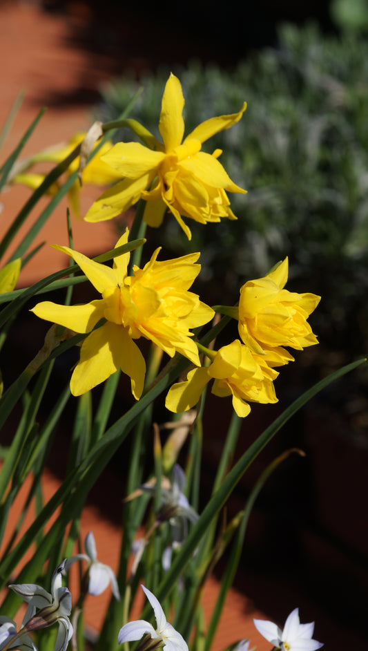 Narcissus x odorus 'Plenus' - Gefüllte Narzisse