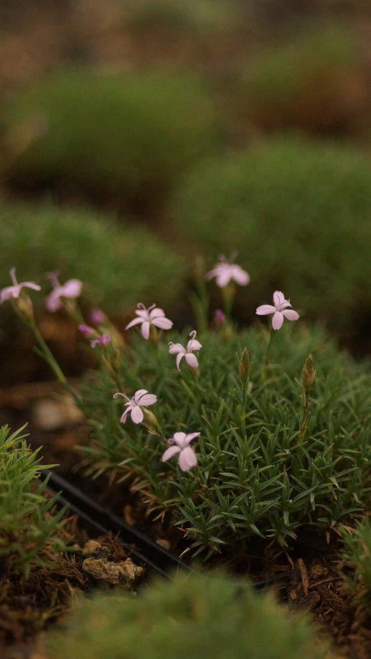 Dianthus erinaceus var. alpinus - Igel-Nelke