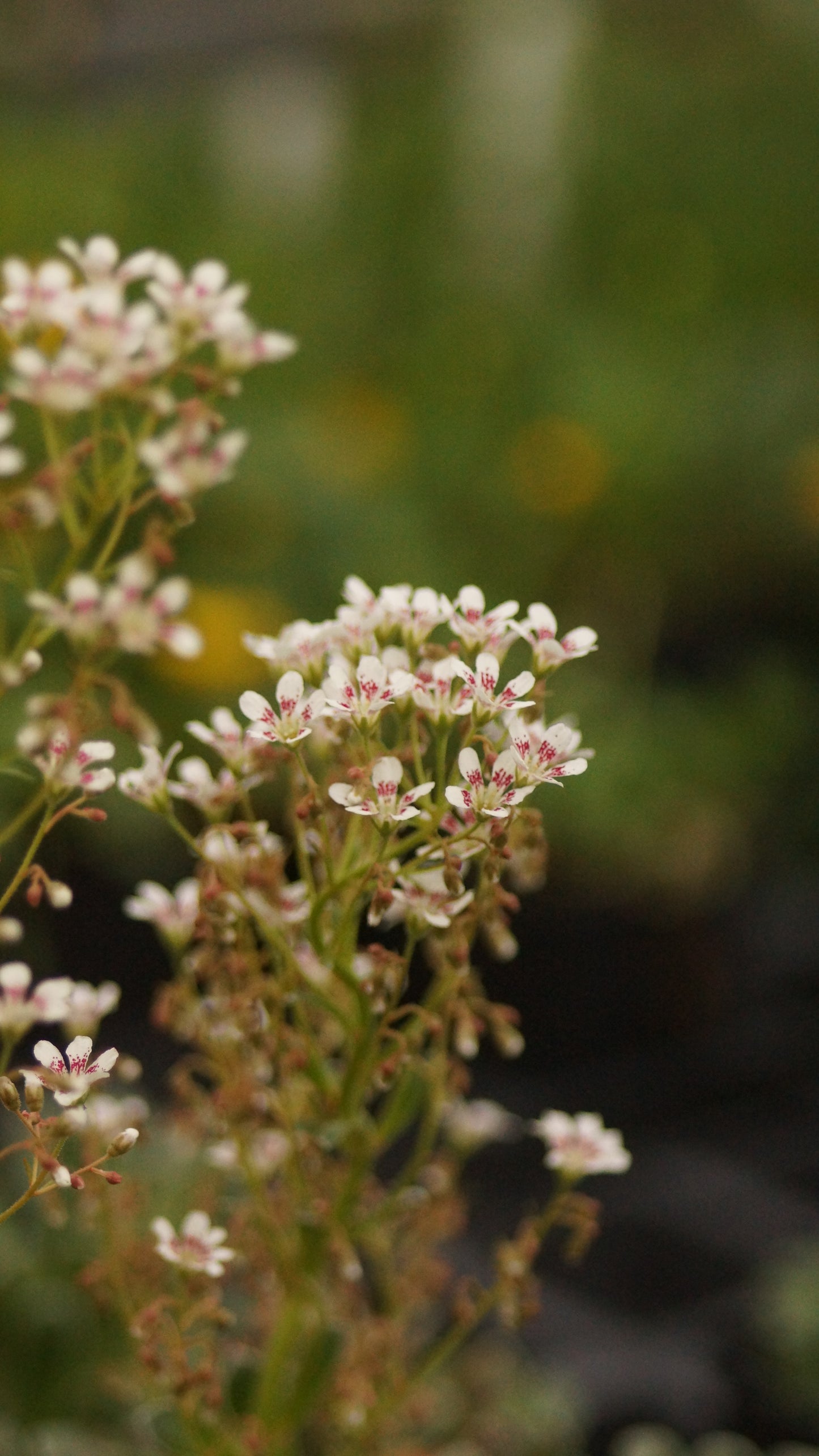Saxifraga cotyledon 'Southside Seedling' - Strauss-Steinbrech
