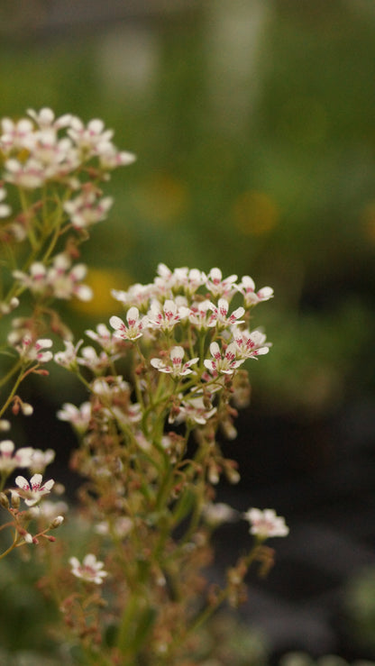 Saxifraga cotyledon 'Southside Seedling' - Strauss-Steinbrech