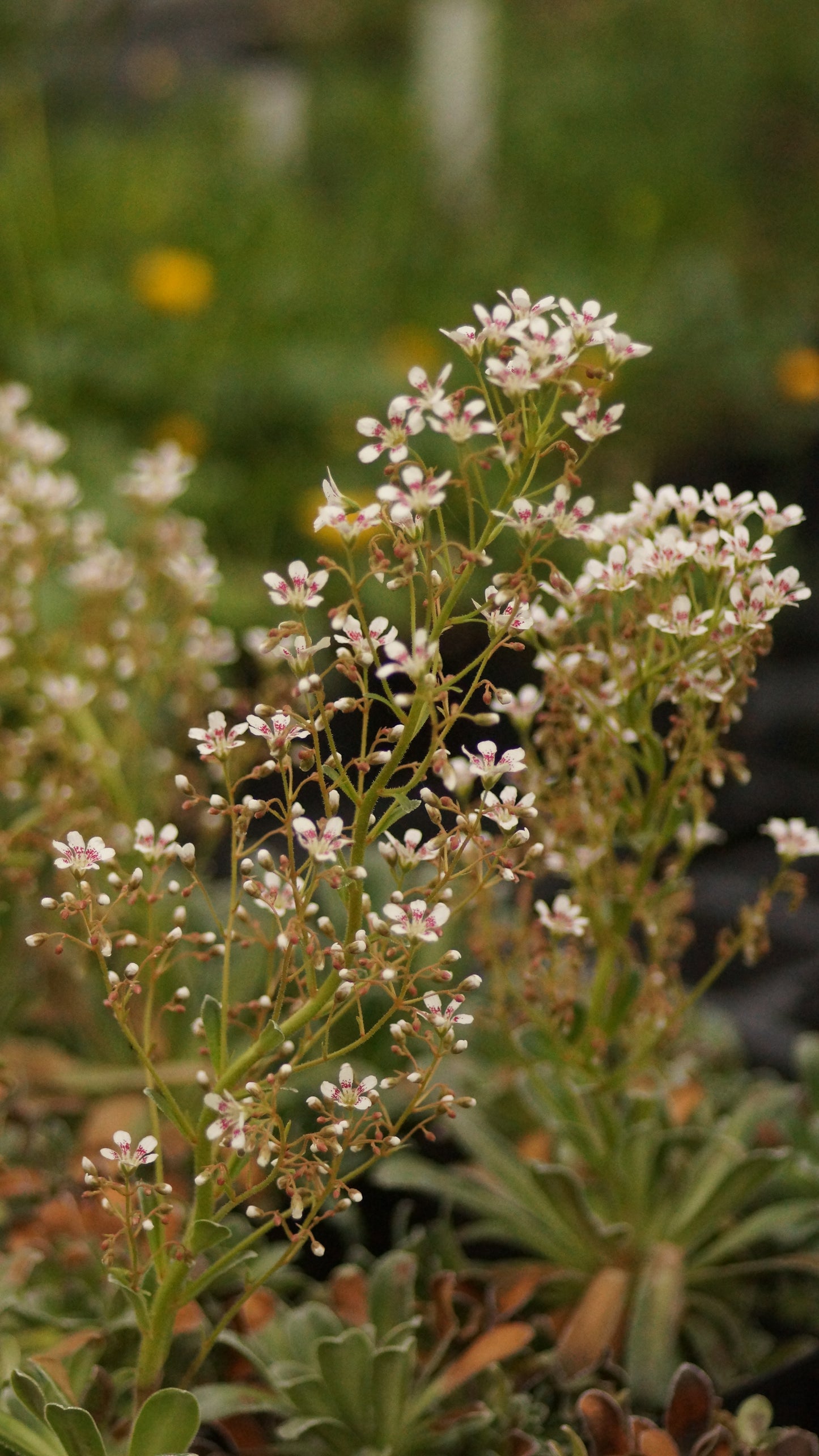 Saxifraga cotyledon 'Southside Seedling' - Strauss-Steinbrech