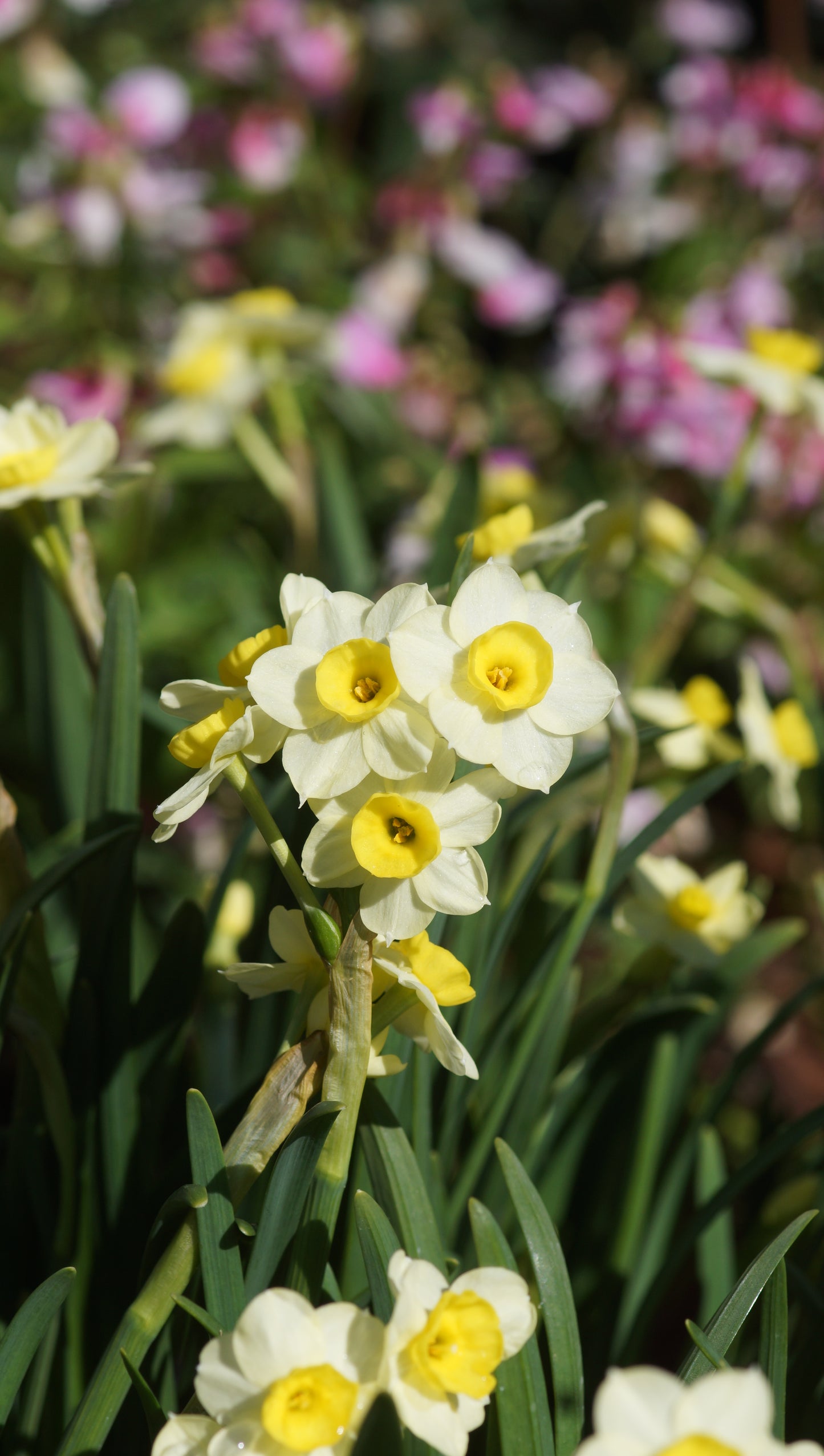 Narcissus 'Minnow' - Tazetten-Narzisse