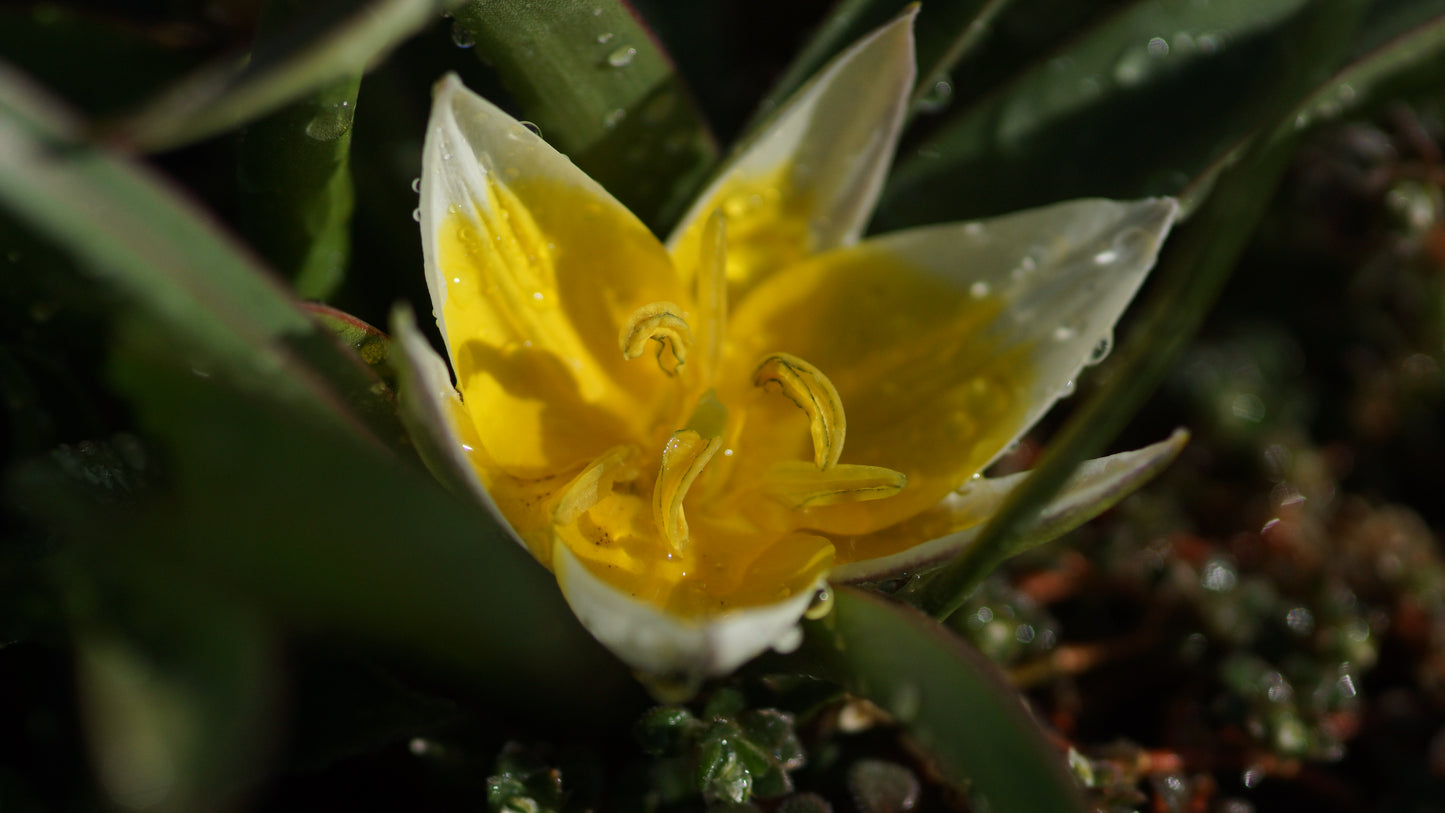Tulipa tarda - Zwerg-Stern-Tulpe