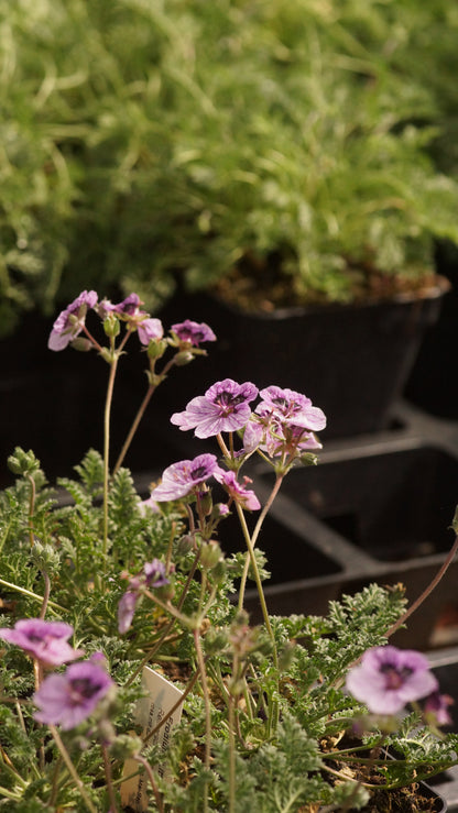 Erodium Hybride 'Little Summer Wonder' - Reiherschnabel