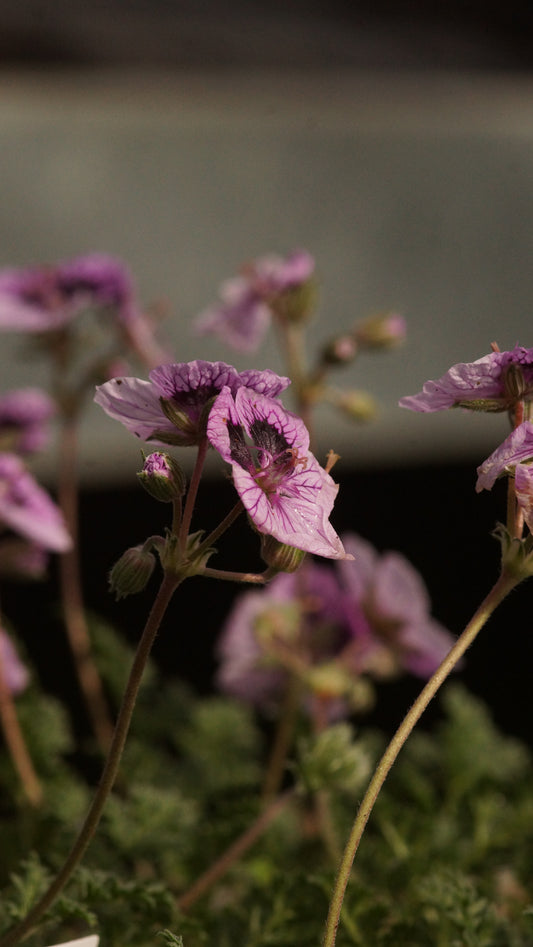 Erodium Hybride 'Little Summer Wonder' - Reiherschnabel