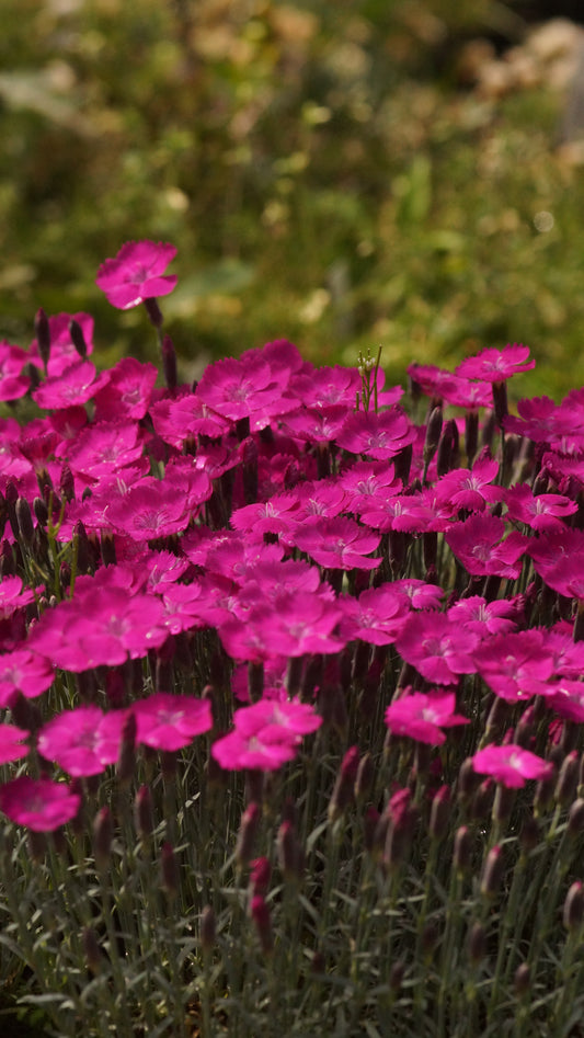 Dianthus gratianopolitanus 'Whatfield Magenta' - Pfingst-Nelke