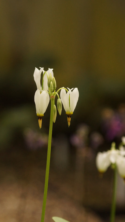 Dodecatheon meadia 'Album' - Götterblume