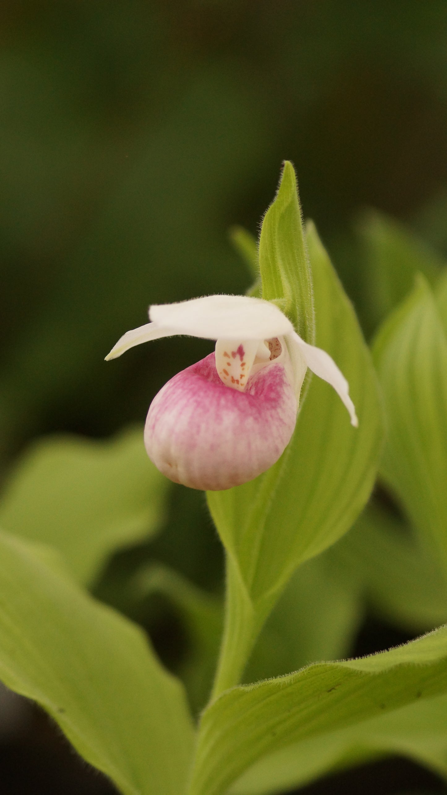 Cypripedium reginae - Königin-Frauenschuh