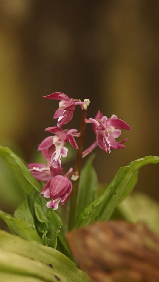 Calanthe Hybride 'Red Star' - Calanthe