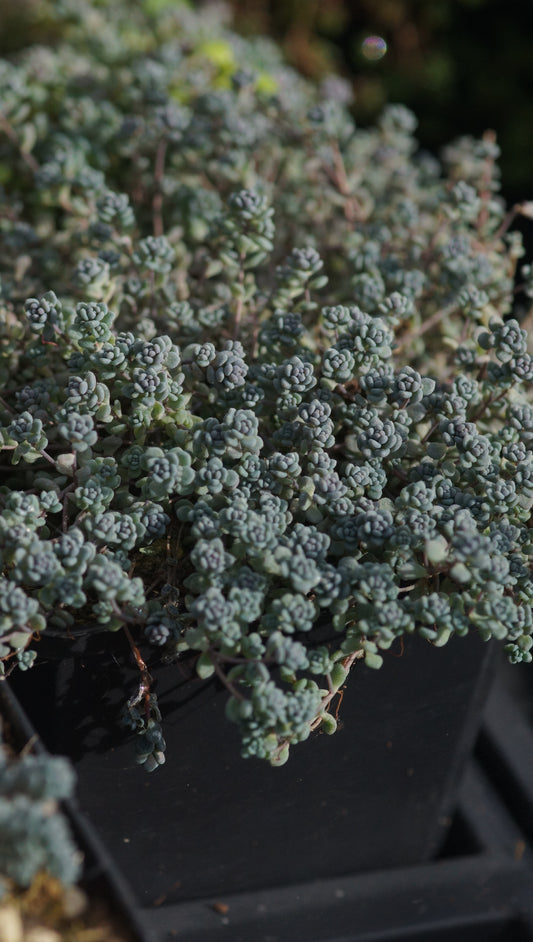Sedum dasyphyllum - Dickblatt-Fetthenne