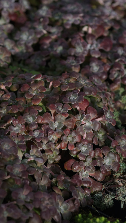 Sedum spathulifolium 'Purpureum' - Spatelblättrige Fetthenne