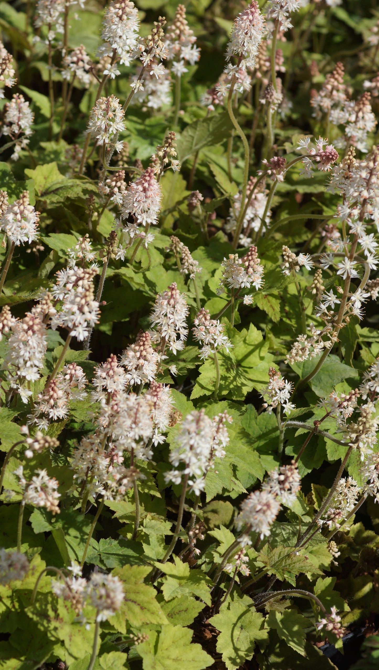 Tiarella wherryi - Schaumblüte