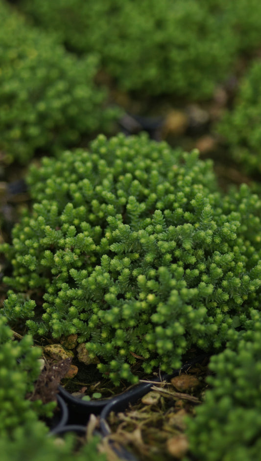Sedum acre 'Minimus' - Scharfer Mauerpfeffer