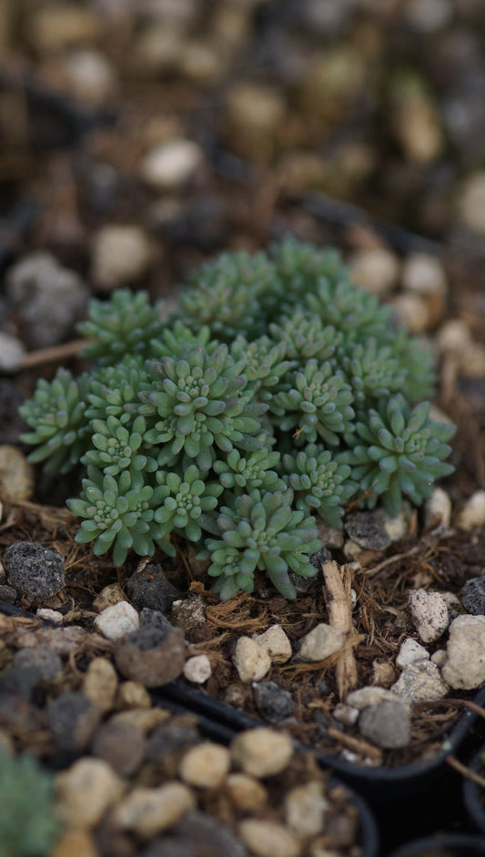 Sedum hispanicum 'Minus' - Spanischer Mauerpfeffer