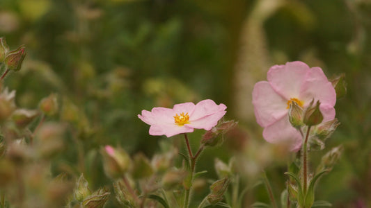 Cistus x skanbergii - Zistrose
